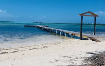 Mangroves, Seagrass, and Plankton Oh My!