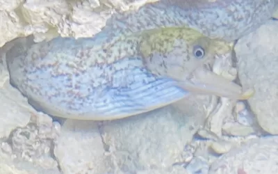 From Fins to Flashlights