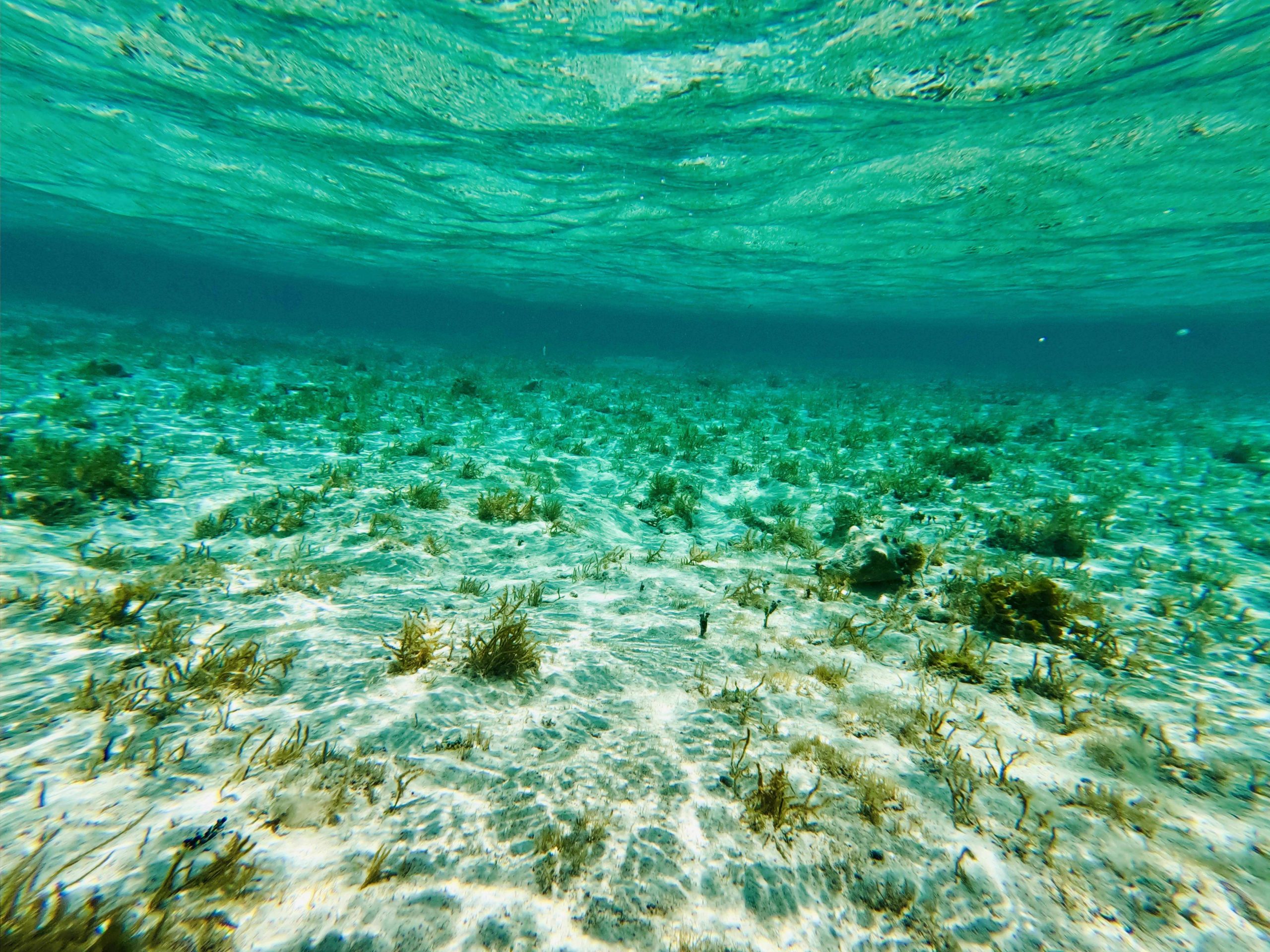 Photograph capturing the potrait of a sea turtle as his swims toward the camera.